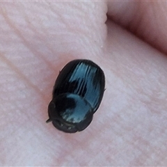 Scarabaeinae (subfamily) at suppressed - suppressed