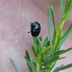 Scarabaeinae (subfamily) at suppressed - suppressed