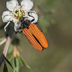 Castiarina nasuta (A jewel beetle) at Karabar, NSW - 14 Dec 2024 by Miranda