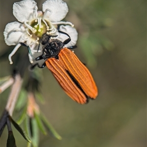 Castiarina nasuta (A jewel beetle) at Karabar, NSW by Miranda