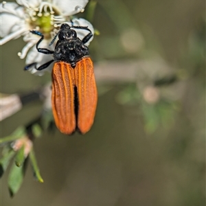 Castiarina nasuta at Karabar, NSW - 14 Dec 2024 10:40 AM