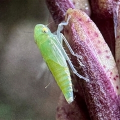 Scolypopa australis at Emerald, VIC - 11 Dec 2024 by GlossyGal