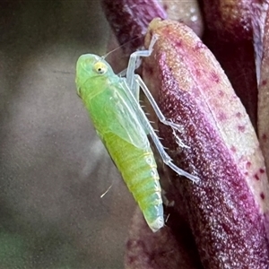 Typhlocybinae (subfamily) at Emerald, VIC - suppressed