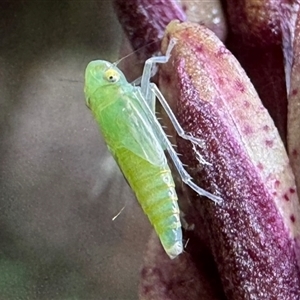 Scolypopa australis at Emerald, VIC by GlossyGal