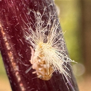 Scolypopa australis at Emerald, VIC - suppressed