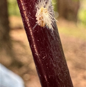 Scolypopa australis at Emerald, VIC - suppressed