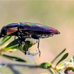 Selagis aurifera (Aurifera jewel beetle) at Karabar, NSW - 14 Dec 2024 by Miranda