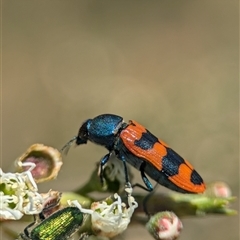 Castiarina crenata (Jewel beetle) at Karabar, NSW - 14 Dec 2024 by Miranda