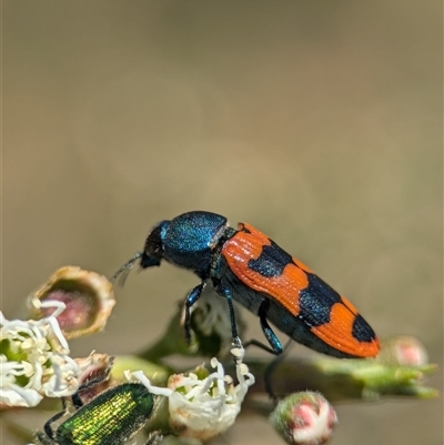 Castiarina crenata at Karabar, NSW - 14 Dec 2024 by Miranda