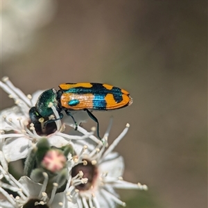 Castiarina scalaris at Karabar, NSW - 14 Dec 2024