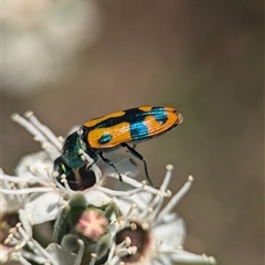 Castiarina scalaris at Karabar, NSW - 14 Dec 2024