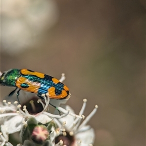 Castiarina scalaris at Karabar, NSW - 14 Dec 2024