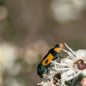 Castiarina scalaris at Karabar, NSW - 14 Dec 2024