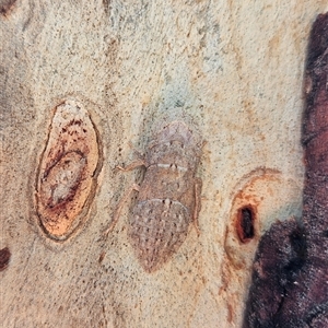 Ledromorpha planirostris (A leafhopper) at O'Connor, ACT by birdup