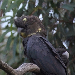 Calyptorhynchus lathami lathami (Glossy Black-Cockatoo) at Colo Vale, NSW - 2 Mar 2016 by GITM2