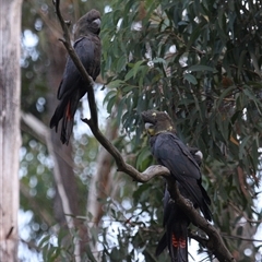 Calyptorhynchus lathami lathami at Colo Vale, NSW - suppressed