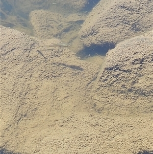 Unidentified Native Fish at Karabar, NSW by norgaria