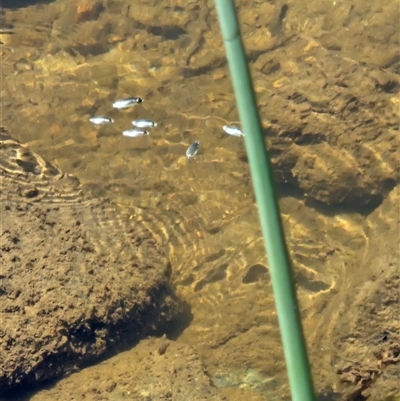 Gyrinidae sp. (family) (Unidentified whirligig beetle) at Karabar, NSW - 19 Nov 2024 by norgaria