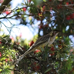 Anthochaera carunculata (Red Wattlebird) at Isaacs, ACT - 18 Nov 2024 by Mike