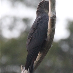 Calyptorhynchus lathami lathami (Glossy Black-Cockatoo) at Colo Vale, NSW - 2 Mar 2016 by GITM2