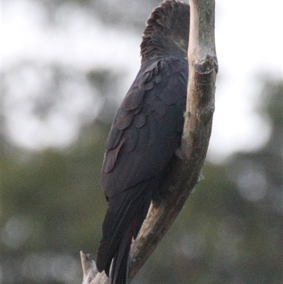 Calyptorhynchus lathami lathami (Glossy Black-Cockatoo) at Colo Vale, NSW - 2 Mar 2016 by GITM2