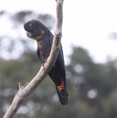 Calyptorhynchus lathami lathami at Colo Vale, NSW - 2 Mar 2016