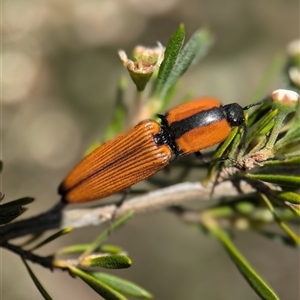 Ophidius elegans at Karabar, NSW - 14 Dec 2024 12:05 PM