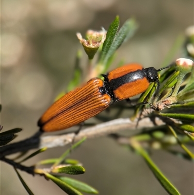 Ophidius elegans at Karabar, NSW - 14 Dec 2024 by Miranda