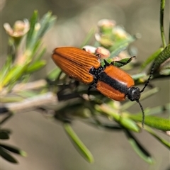 Ophidius elegans at Karabar, NSW - 14 Dec 2024 12:05 PM