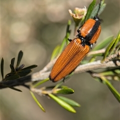 Ophidius elegans at Karabar, NSW - 14 Dec 2024