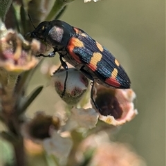 Castiarina sexplagiata (Jewel beetle) at Jerrabomberra, NSW - 14 Dec 2024 by Miranda