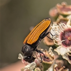 Castiarina erythroptera (Lycid Mimic Jewel Beetle) at Karabar, NSW - 14 Dec 2024 by Miranda