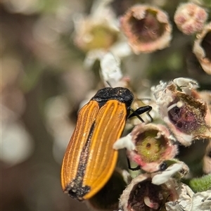 Castiarina erythroptera at Karabar, NSW - 14 Dec 2024 12:00 PM