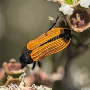 Castiarina erythroptera at Karabar, NSW - 14 Dec 2024 12:00 PM