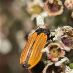 Castiarina erythroptera at Karabar, NSW - 14 Dec 2024 12:00 PM