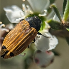 Castiarina balteata (A jewel beetle) at Karabar, NSW - 14 Dec 2024 by Miranda