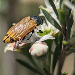 Castiarina balteata at Karabar, NSW - 14 Dec 2024