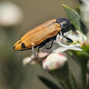 Castiarina balteata at Karabar, NSW - 14 Dec 2024