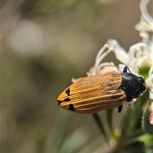 Castiarina balteata at Karabar, NSW - 14 Dec 2024