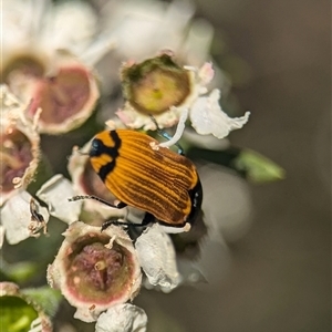 Castiarina balteata at Karabar, NSW - 14 Dec 2024