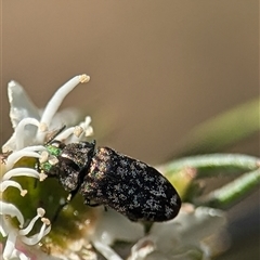 Diphucrania minutissima (A jewel beetle) at Karabar, NSW - 14 Dec 2024 by Miranda