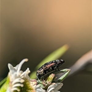 Diphucrania minutissima at Karabar, NSW - 14 Dec 2024