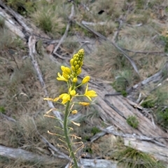 Bulbine glauca (Rock Lily) at Cotter River, ACT - 14 Dec 2024 by jeremyahagan