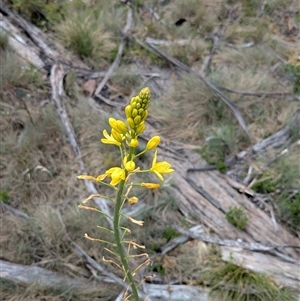 Bulbine glauca at Cotter River, ACT - 14 Dec 2024 05:17 PM