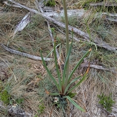 Bulbine glauca at Cotter River, ACT - 14 Dec 2024 05:17 PM