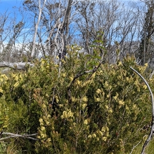 Callistemon pityoides (Alpine Bottlebrush) at Bimberi, NSW by jeremyahagan