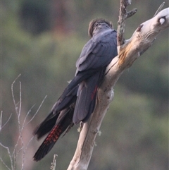 Calyptorhynchus lathami lathami (Glossy Black-Cockatoo) at Colo Vale, NSW - 2 Mar 2016 by GITM2