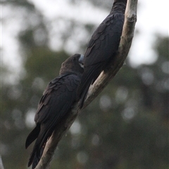 Calyptorhynchus lathami lathami at Colo Vale, NSW - suppressed