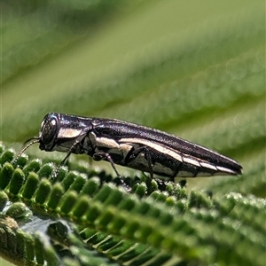 Agrilus hypoleucus (Hypoleucus jewel beetle) at Jerrabomberra, NSW by Miranda