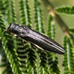 Agrilus hypoleucus at Jerrabomberra, NSW - 14 Dec 2024